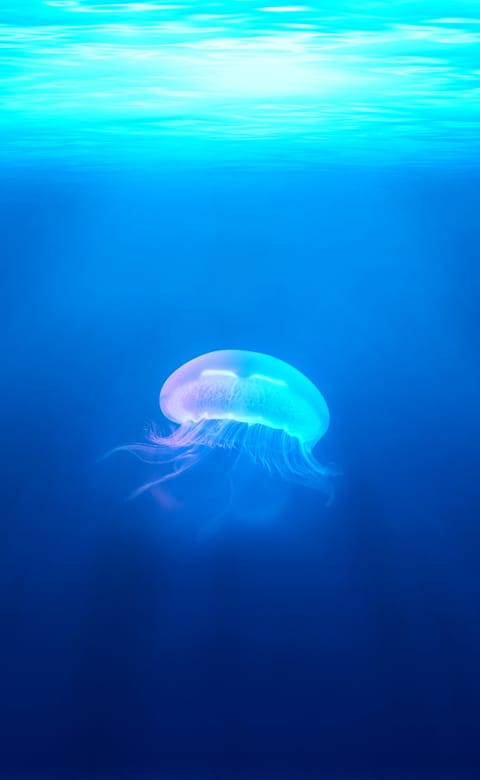The jellyfish in the sea